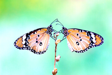 Two plain tiger butterflies or Danaus chrysippus perched on the plant during springtime