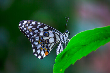 Papilio butterfly or The Common Lime Butterfly resting on the flower plants