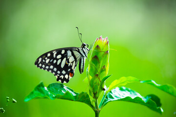 Papilio butterfly or The Common Lime Butterfly resting on the flower plants