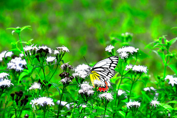 Jezebel butterfly visiting flower plants for nectar during spring season in India