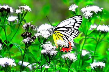 Jezebel butterfly visiting flower plants for nectar during spring season in India
