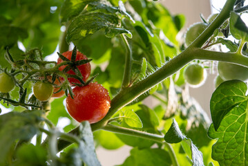 a branch of ripe tomatoes grown at home, close-up photo