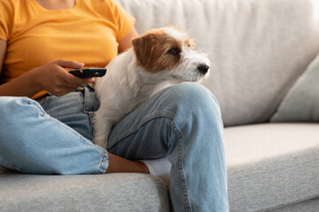 Sweet jack russel dog watching TV with its female owner
