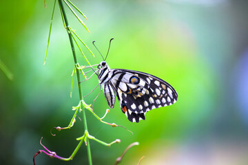 Papilio butterfly or The Common Lime Butterfly resting on the flower plants