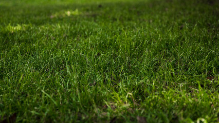 close-up of green lawn