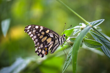 Papilio butterfly or The Common Lime Butterfly resting on the flower plants