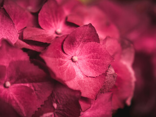close up of fresh pink hydrangea flowers