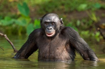 Naklejka premium The chimpanzee Bonobo in the water. The bonobo ( Pan paniscus)