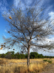 Tree in African savannah. Desert landscape and lonely dried plant.