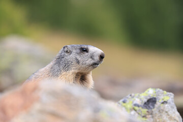 Murmeltier, Schweiz, Saas Fee