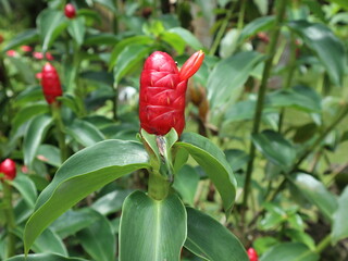 red chili pepper