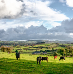 Cows at Sunrise on a Irish Farm