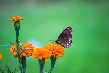 Euploea core, the common crow, resting on the flower plants during spring season