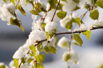 Schnee auf Birkenzweig
