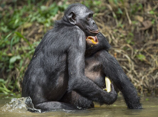 Bonobo mating in the pond. The Bonobo ( Pan paniscus)