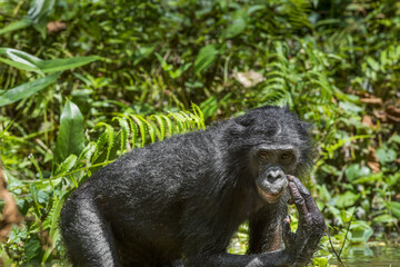 The close up portrait of Bonobo (Pan Paniscus) on the green natural background.