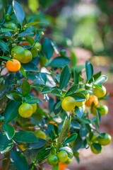 ripe mandarines growing on the small ornamental tangerine tree