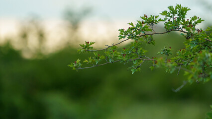 Hawthorn branches on a blurred green background