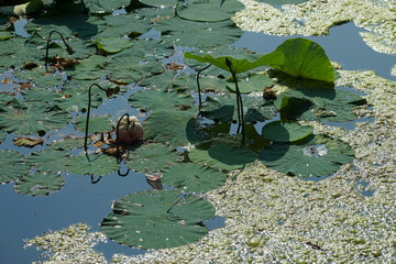 Naklejka premium The water surface of the lake with lotus leaves and mud