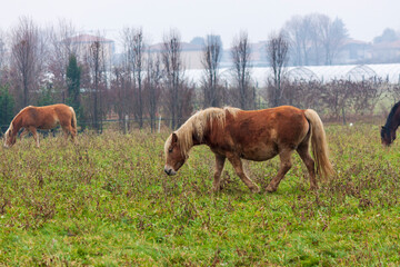 a draft horse in the grazes in a field. 
