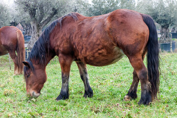 a draft horse in the grazes in a field. 