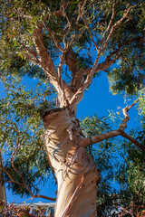 A close-up of a Eucalyptus tree, and its bark peeling off. A blue sky can be seen through the branches and leaves above. 