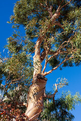 A close-up of a Eucalyptus tree, and its bark peeling off. A blue sky can be seen through the branches and leaves above. 