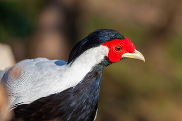 close-up of a splendid specimen of silver pheasant (Lophura nycthemera). In evidence the head colored in white, black and red