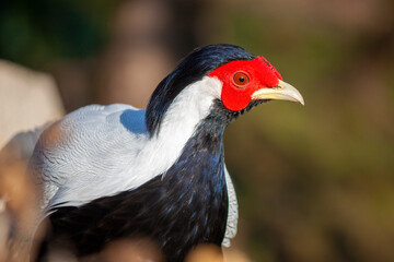 close-up of a splendid specimen of silver pheasant (Lophura nycthemera). In evidence the head colored in white, black and red