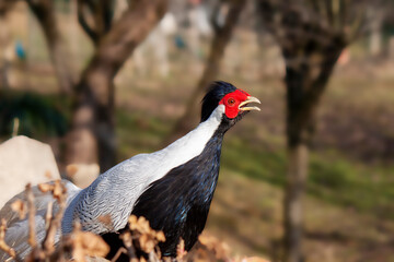 close-up of a splendid specimen of silver pheasant (Lophura nycthemera). In evidence the head colored in white, black and red
