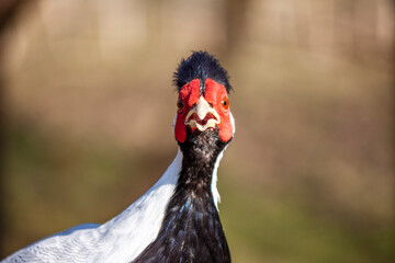 close-up of a splendid specimen of silver pheasant (Lophura nycthemera). In evidence the head colored in white, black and red