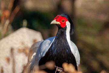 close-up of a splendid specimen of silver pheasant (Lophura nycthemera). In evidence the head colored in white, black and red