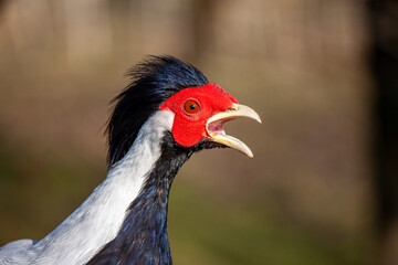 close-up of a splendid specimen of silver pheasant (Lophura nycthemera). In evidence the head colored in white, black and red