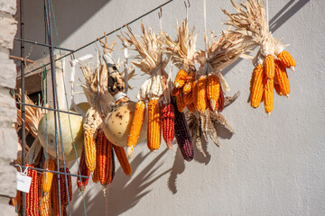Dried cobs or ears of corn hanging from a nylon string. Corn is traditionally hung to dry so the kernels can be used as seeds for planting.