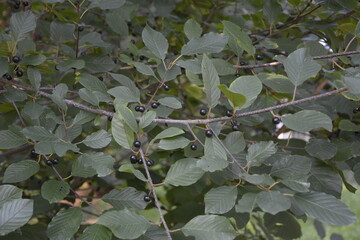 Fototapeta na wymiar Frangula alnus with black and red berries. Fruits of Frangula alnus .