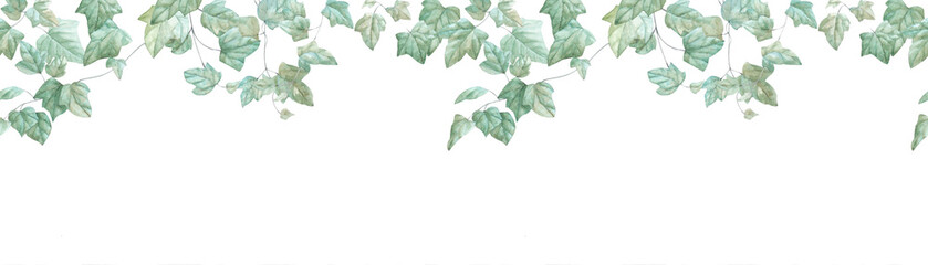 Ivy branches watercolor seamless border on white background - obrazy, fototapety, plakaty