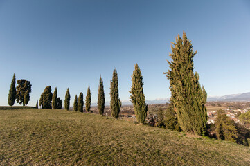 Cipressi sulla collina del castello di  Fagagna