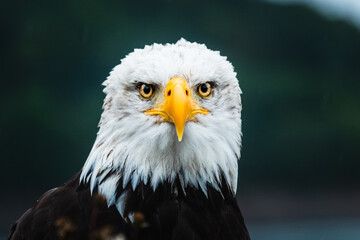 Portrait of a proud bald eagle