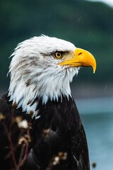 Portrait of a proud bald eagle
