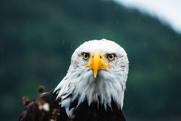 Portrait of a proud bald eagle