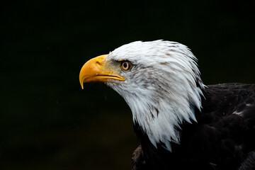 Portrait of a proud bald eagle