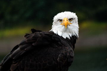 Portrait of a proud bald eagle