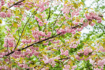 spring park with blossom trees