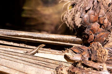 Fototapeta na wymiar Seychelles skink (Mabuya seychellensis, Trachylepis seychellensis) sitting on a dried palm leaf in Vallee de Mai Nature Reserve, Praslin Island, Seychelles.
