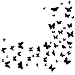 Plakat flying butterflies silhouette, on a white background, vector