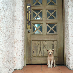 나무 문 앞에 앉아 있는 아기 강아지 / A baby puppy sitting in front of a wooden door