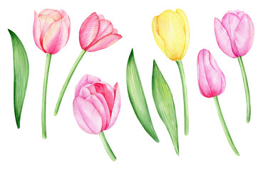 Watercolor hand drawn colorful tulips, spring flowers isolated on white background. 