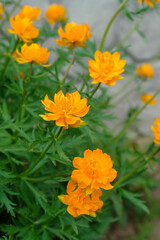 A bright orange Globe flowers of the 'Orange Princess' variety (Trollius x cultorum) in the garden, selective focus