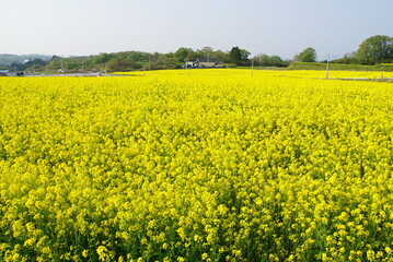 Obraz premium ナノハナ