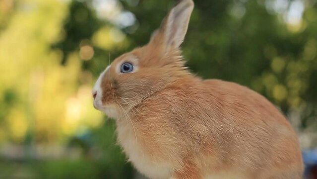 portrait of a rabbit in summer in nature looks